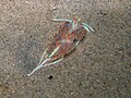 Hermissenda crassicornis (Nudibranchia)