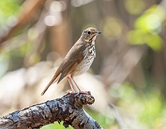 Description de l'image Hermit thrush (26698).jpg.