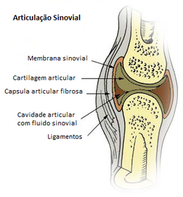 Articulação Sinovial.