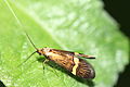 Nemophora degeerella (Adelinae)