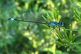 Hoikkatytönkorento (Ischnura elegans)