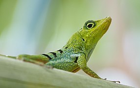 Anolis