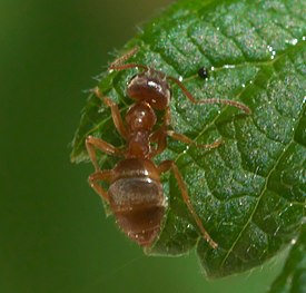 Lasius pallitarsis