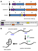 Representative lasso peptide genes and lasso peptide biosynthetic scheme.