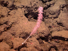 Lepidisis sp. a 2683 m en la montaña marina de Davidson