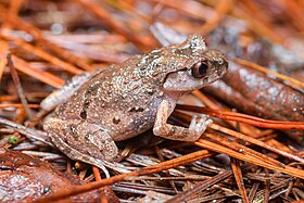 Leptobrachella minima