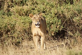 Lioness at Samburu National Reserve, Kenya