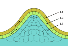 The image resembles a "bump" of cells with three separate layers. For display purposes, the epidermal cells are shown in orange, the sub-epidermal layer in light green, and the corpus in cyan.