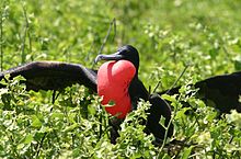black seabird inflating large red throat pouch