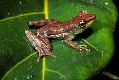 Description de l'image Mantidactylus argenteus02.jpg.