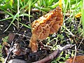 Morchella tridentina