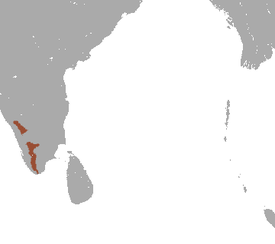 Nilgirinlangurin levinneisyys