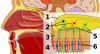 1: Olfactory bulb 2: Mitral cells 3: Bone 4: Nasal epithelium 5: Glomerulus (olfaction) 6: Olfactory receptor cells