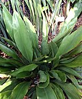 Orchidantha fimbriata leaves