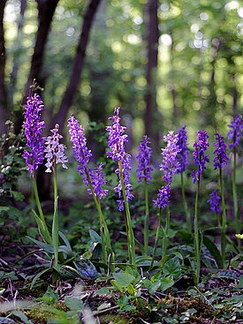 Orchis mascula