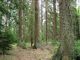 Bosque de Picea sitchensis