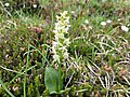 Любка двулистная (Platanthera bifolia)