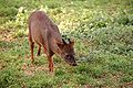 Southern pudu