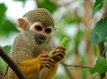 A monkey eating food