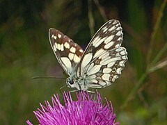 Melanargia galathea