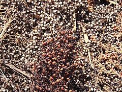 Graines de sorgo rouge et de sorgo blanc.