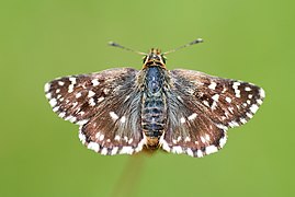 Hesperiidae Spialia sertorius