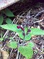 Чистец лесной (Stachys sylvatica)