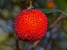 vue en plan très rapproché d'une arbouse, fruit rond et rouge.