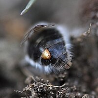 Stylops melittae (Stylopidae) female stylopizing bee Andrena vaga, exposing its cephalothorax