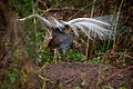 Superb lyrebird