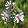 S. adnatum: Photo of an inflorescence of Symphyotrichum adnatum taken 25 November 2019 in Punta Gorda, Florida, US.