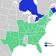 Symphyotrichum racemosum distribution: Canada (introduced) – Ontario and New Brunswick; US (native) — Alabama, Arkansas, Connecticut, Delaware, District of Columbia, Florida, Georgia, Illinois, Indiana, Iowa, Kentucky, Louisiana, Maine, Maryland, Massachusetts, Missouri, New Jersey, New York, North Carolina, Ohio, Oklahoma, Pennsylvania, Rhode Island, South Carolina, Tennessee, Texas, Vermont, Virginia, and West Virginia