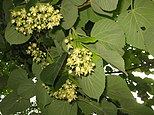 Tilia maximowicziana