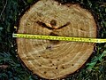 Stump showing rapid stem diameter increase (>40 millimetres (1+1⁄2 in) per annum)