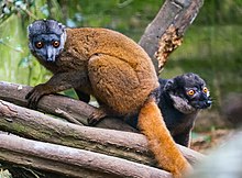 Picure of lemur.
