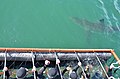 Image 21White shark cage diving near Gansbaai in South Africa (2015) (from Shark cage diving)