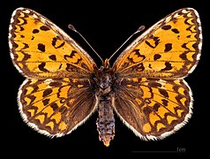 Melitaea trivia ♀