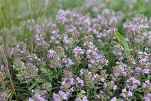 Чебрець Маршаллів (Thymus marschallianus).jpg