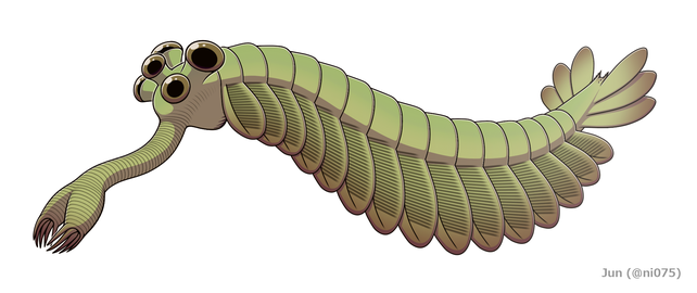 Opabinia, an extinct stem group arthropod appeared in the Middle Cambrian[17]: 124–136 