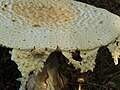 Cuticule échinulée (Amanita daucipes)