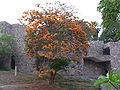 A coral tree (Erythrina suberosa)
