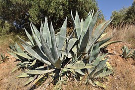 Maguey (Agave americana)