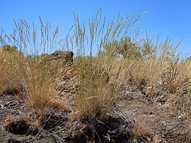 Pseudoroegneria spicata