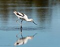 Image 3American avocet