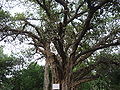 An old banyan (Ficus benghalensis)