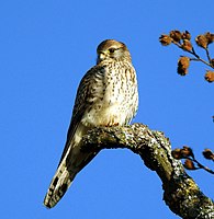 81. Platz: Boschfoto mit Ein Turmfalke in der Moränenlandschaft um Kloster Andechs im Landschaftsschutzgebiet „Westlicher Teil des Landkreises Starnberg“