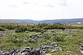 Shrubs on the plateau at the summit of Mount Albert