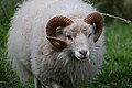 Jeune bélier d'Ouessant blanc