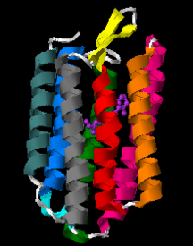 O único monómero da bacteriorodopsina com molécula de retina entre 7 hélices verticais (PDB ID: 1X0S [7][8][9]). Mais uma pequena hélice em azul claro, e a folha-beta está em amarelo.