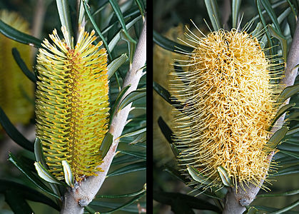 Banksia marginata buds, by JJ Harrison